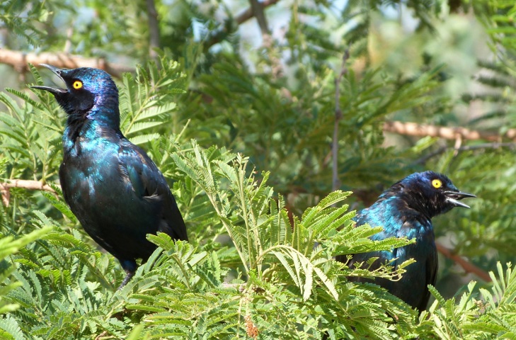 Starling-Cape-Glossy