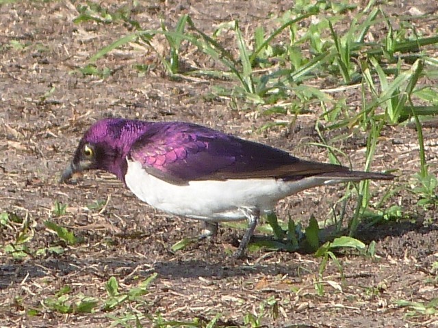 Starling-Violet-backed