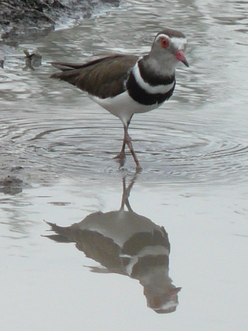 Three-banded-Plover