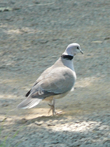 Dove-Cape-Turtle