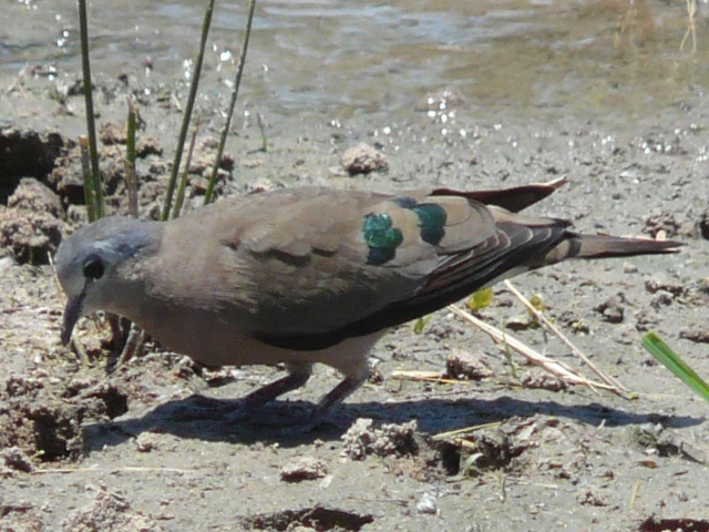 Dove-Emerald-spotted