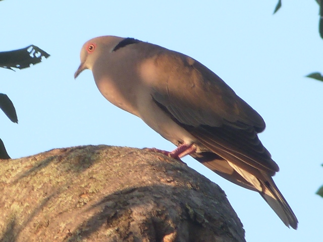 Dove-Mourning