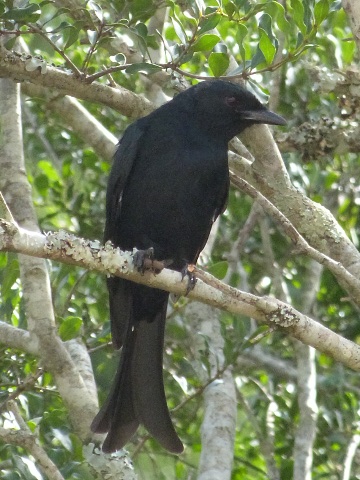 Drongo