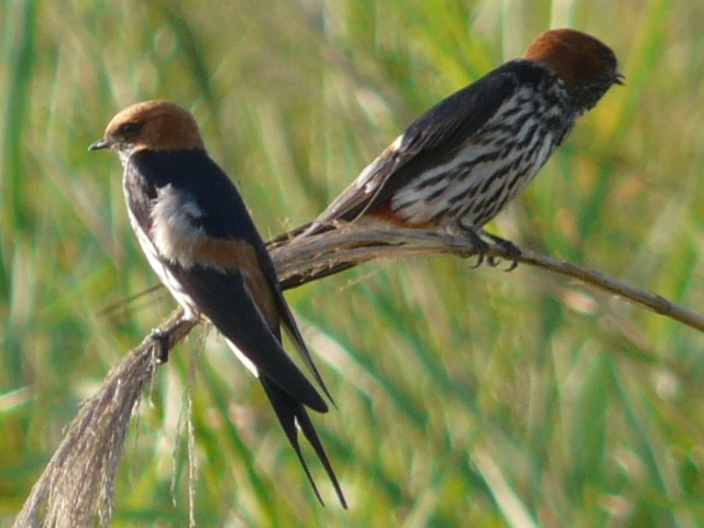 Lesser-Striped-Swallows