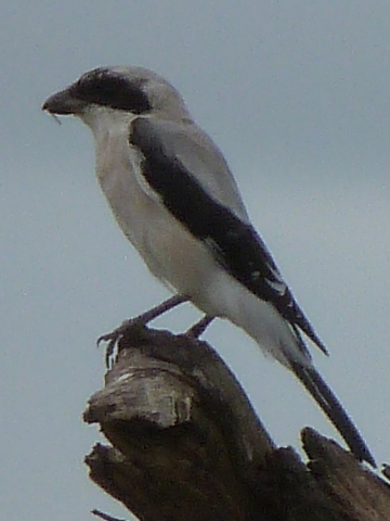 Shrike-Lesser-Grey