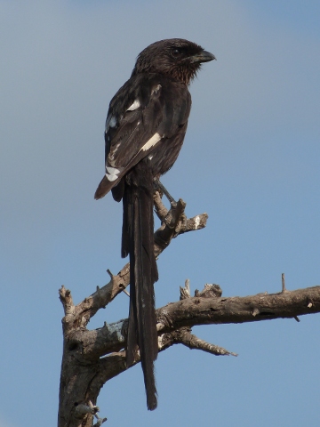 Shrike-Magpie