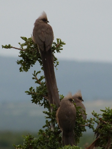 Speckled-Mousebirds