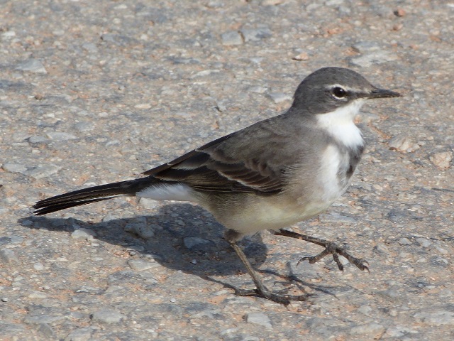 Wagtail-Cape