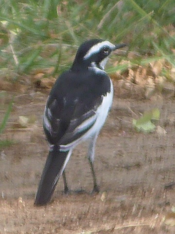 Wagtail-Pied