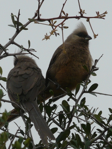 mousebirds