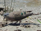 Dove-Emerald-spotted (163 KB)