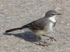 Wagtail-Cape (143 KB)