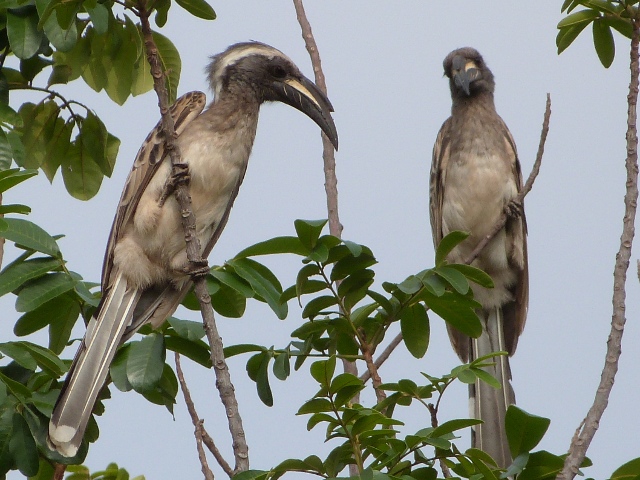 Grey-Hornbill