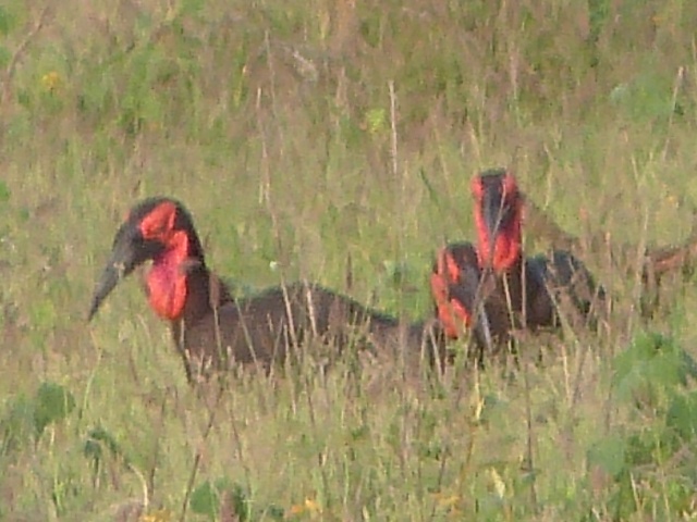 Ground-Hornbills