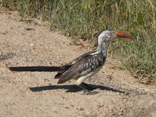 Red-billed-Hornbill