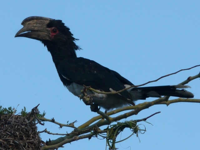 Trumpeter-Hornbill