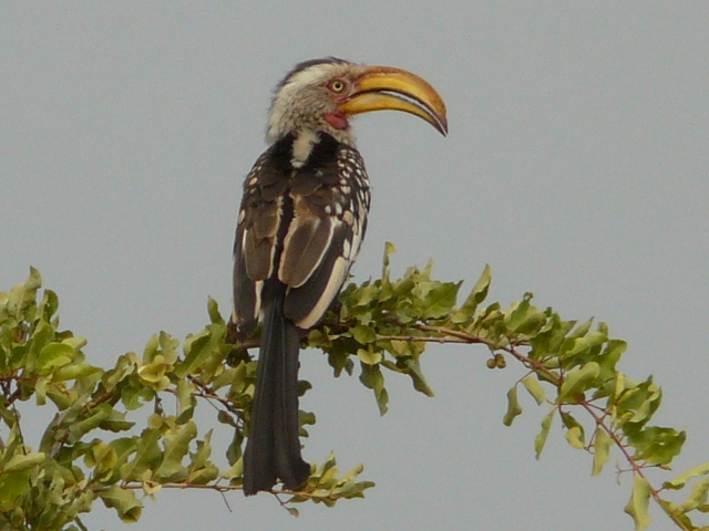 Yellow-billed-Hornbill