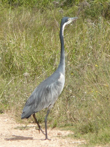 Black-headed-Heron