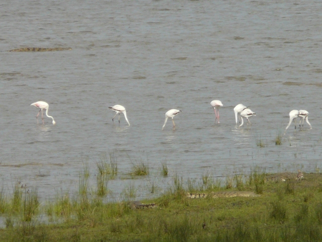 Flamingos-Crocs