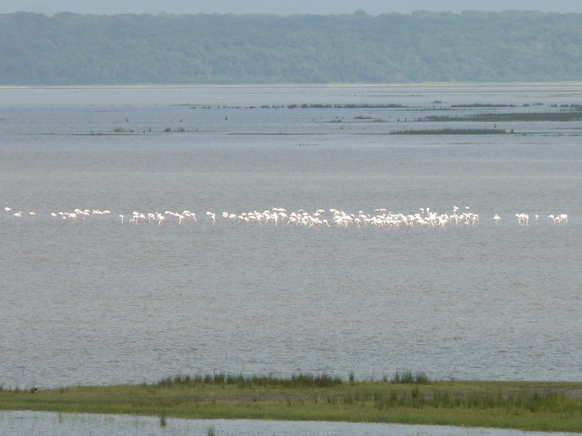 Flamingos