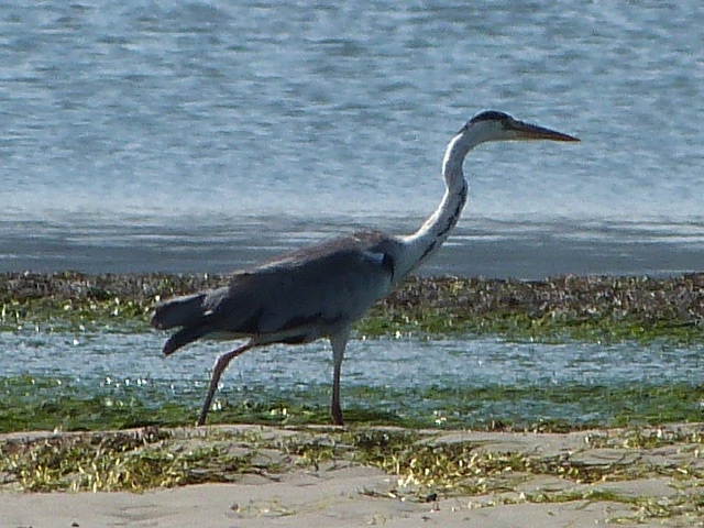 Grey-Heron