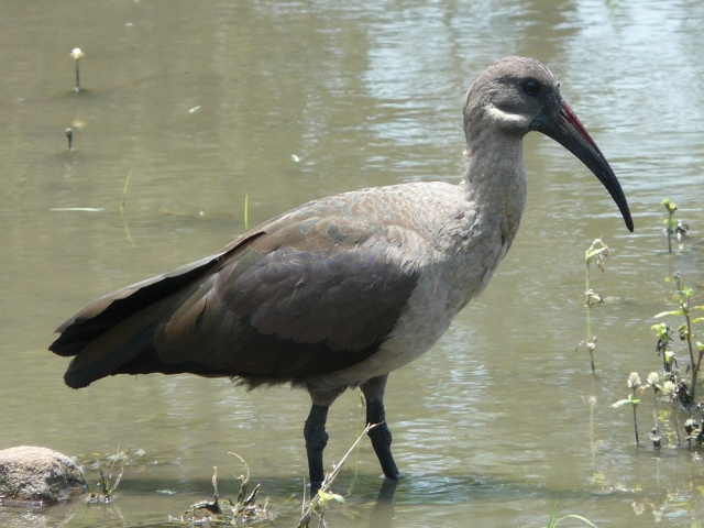 Hadedah-Ibis