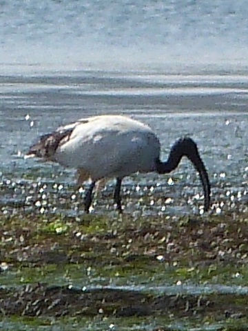 Sacred-Ibis