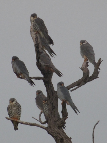 Amur-Falcons