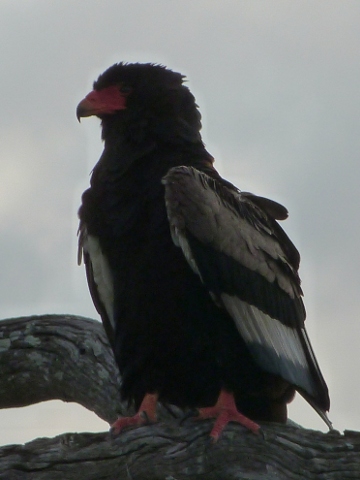 Bateleur