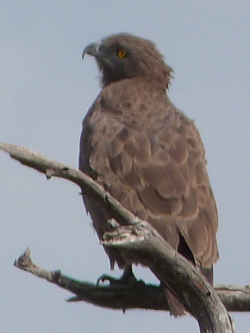 Brown-Snake-Eagle