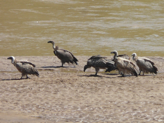 Cape-Vultures