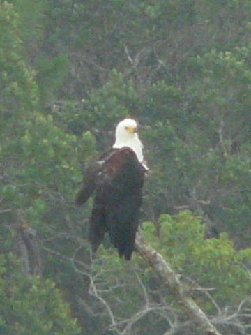 Fish-Eagle