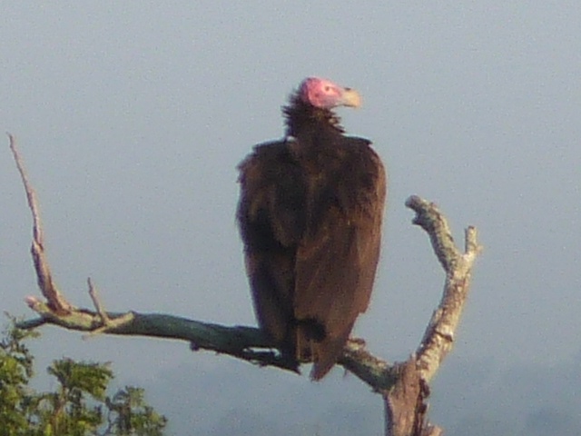 Lappet-faced-Vulture