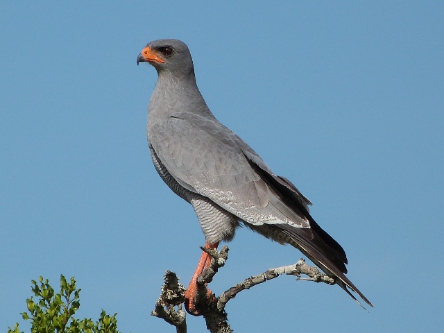 Pale-Chanting-Goshawk