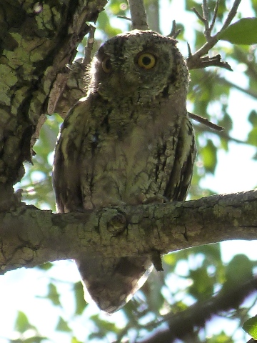 Scops-Owl