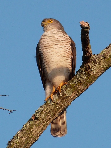 Shikra