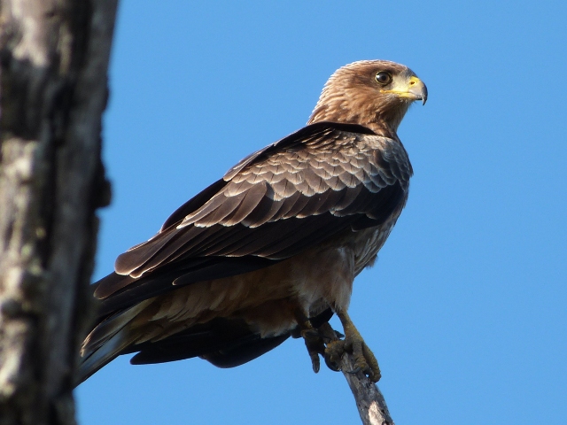 Steppe-Buzzard