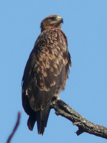 Steppe-Eagle