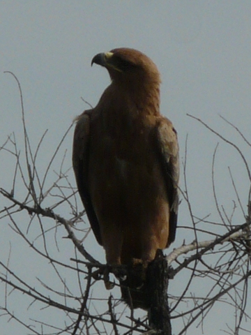 Tawny-Eagle