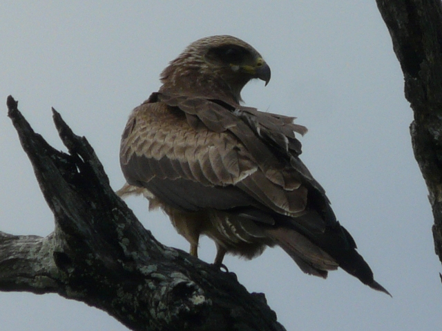 Wahlberg-Eagle