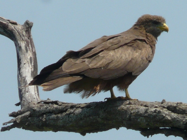 Yellow-billed-Kite