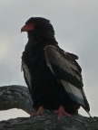 Bateleur (88 KB)