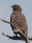 Brown-Snake-Eagle (103 KB)