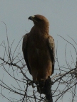 Tawny-Eagle (107 KB)