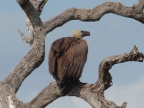 White-backed-Vulture (188 KB)