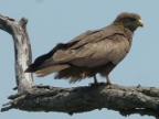 Yellow-billed-Kite (174 KB)