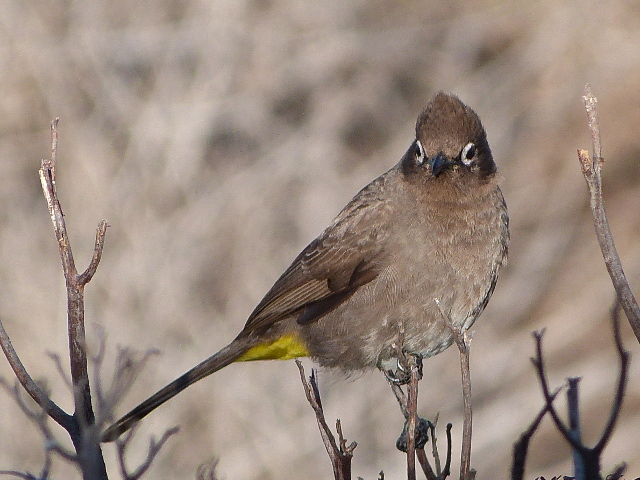 Cape-Bulbul