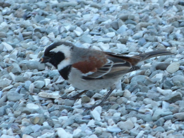 Cape-Sparrow