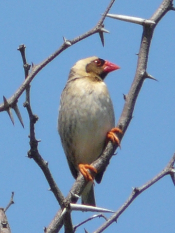 Red-billed-Quela