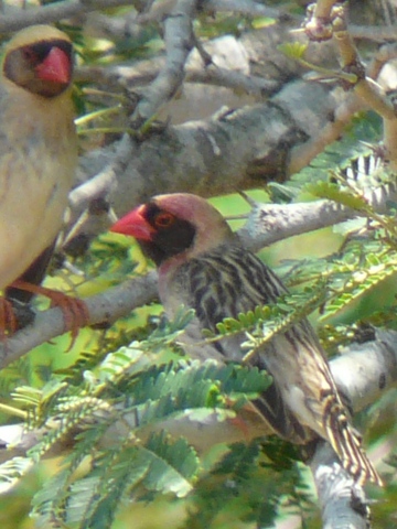 Red-billed-Queleas